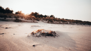 Ostseeküste Schleswig-Holstein: Stranddetails, ideal für Ferienhaus-Urlaub und Erholung am Meer.